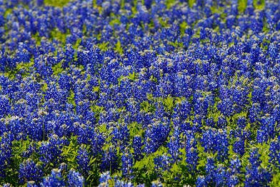 Texas Bluebonnet